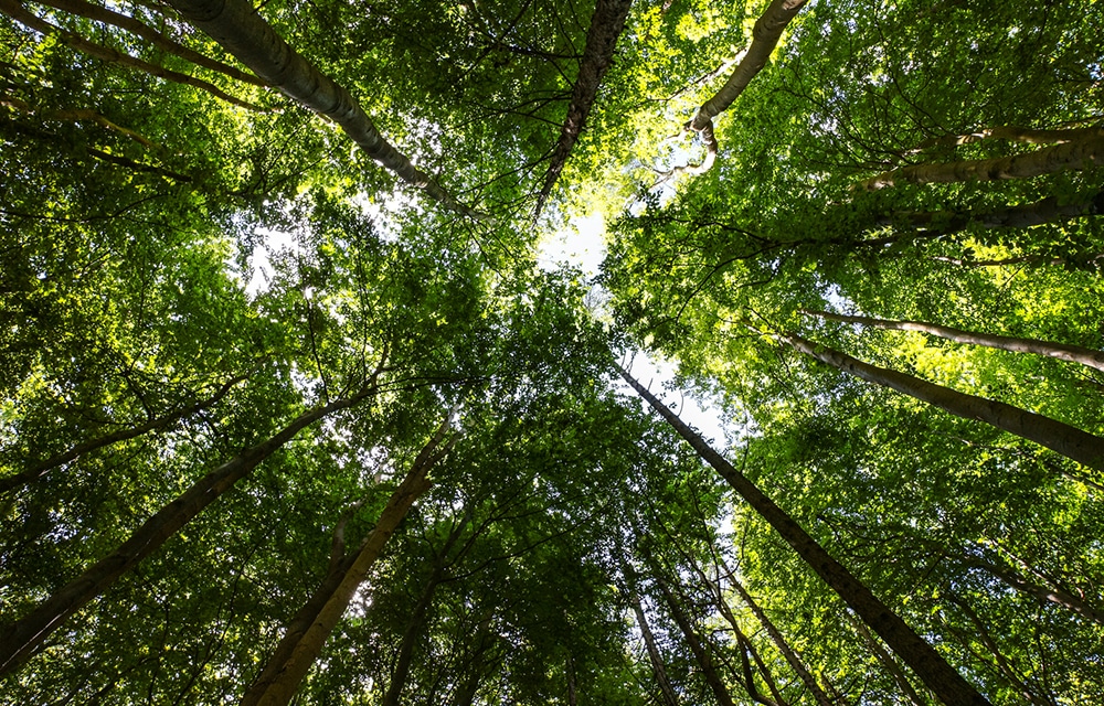 1000x640-bærekraft4