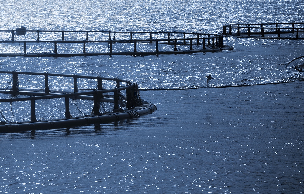 1000x640 havbruk_0000_iStock-469672013