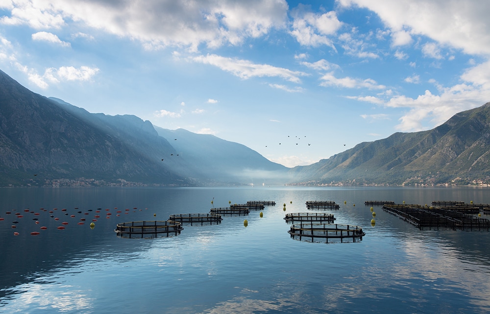 1000x640 havbruk_0004_iStock-466054535