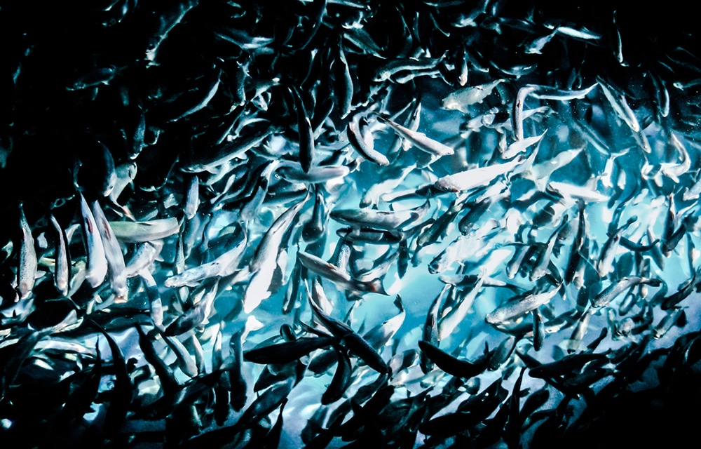 1000x640 havbruk_0005_iStock-1220101871