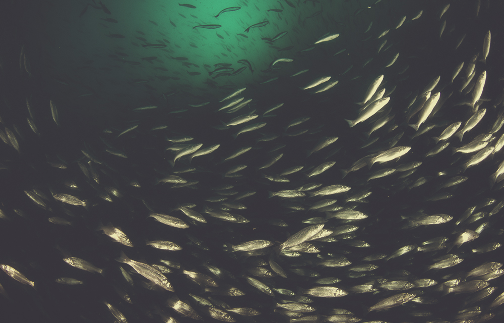 1000x640 fisk